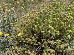 Helichrysum asperum