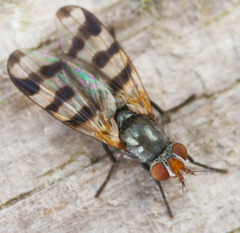 Ceroxys urticae