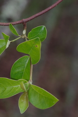 Strophanthus welwitschii image