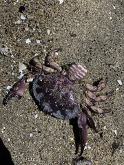 Platyxanthus orbignyi