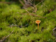 Campylopus introflexus