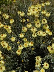 Syncarpha speciosissima angustifolia