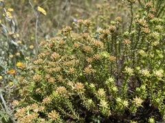 Helichrysum asperum