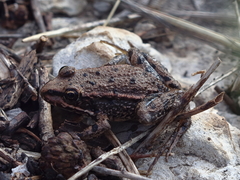 Pelophylax bedriagae