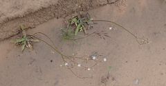Wahlenbergia androsacea