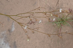 Wahlenbergia androsacea
