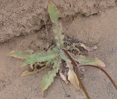 Wahlenbergia androsacea