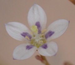 Wahlenbergia androsacea