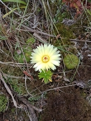 Parodia ottonis