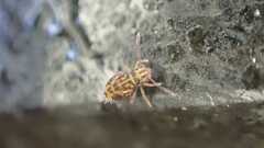 Dicyrtomina ornata