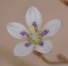 Wahlenbergia androsacea