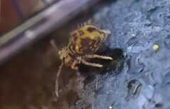 Dicyrtomina ornata