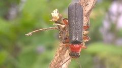 Cantharis pellucida