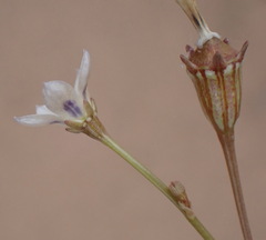 Wahlenbergia androsacea