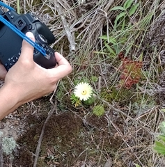 Parodia ottonis