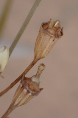 Wahlenbergia androsacea