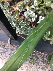 Ophiomyia kwansonis