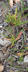Convolvulus sagittatus