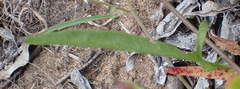 Convolvulus sagittatus