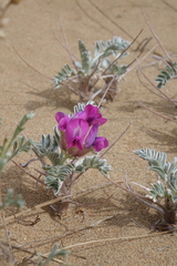 Oxytropis tragacanthoides