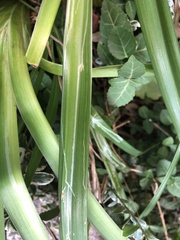 Ophiomyia kwansonis