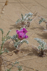 Oxytropis tragacanthoides