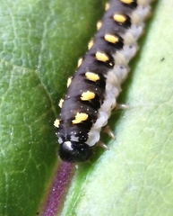 Tenthredo mandibularis