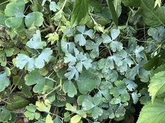 Erysiphe aquilegiae