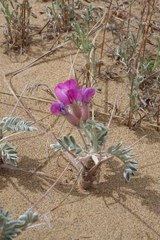 Oxytropis tragacanthoides