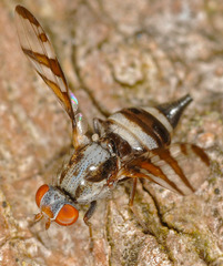 Myennis octopunctata