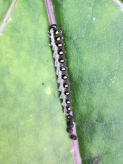 Tenthredo mandibularis