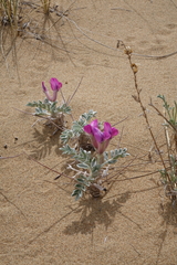 Oxytropis tragacanthoides