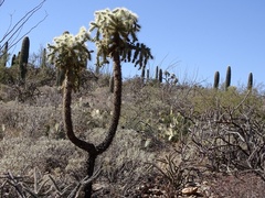 Cylindropuntia fulgida