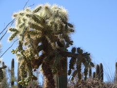 Cylindropuntia fulgida