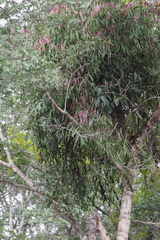 Tapinanthus