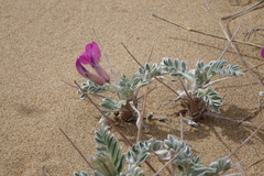 Oxytropis tragacanthoides