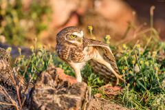 Athene cunicularia grallaria