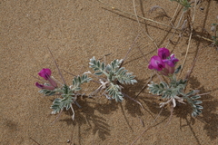 Oxytropis tragacanthoides