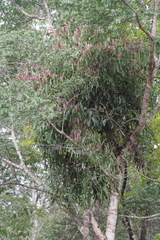 Tapinanthus