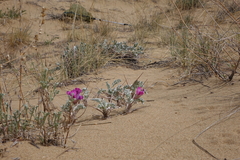 Oxytropis tragacanthoides
