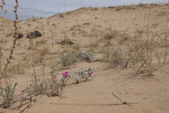 Oxytropis tragacanthoides