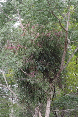 Tapinanthus