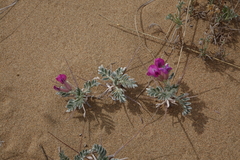 Oxytropis tragacanthoides