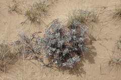 Oxytropis tragacanthoides