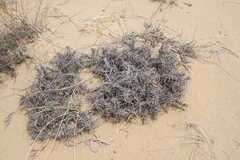 Oxytropis tragacanthoides