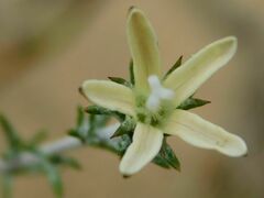 Wahlenbergia tenella
