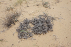 Oxytropis tragacanthoides