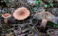 Lactarius mutabilis