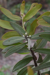 Protea