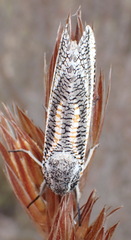 Azygophleps inclusa